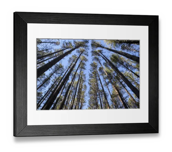Framed Print : The regularly-spaced trees of the Red Pine Plantation, established in the 1930s Framed Print : The regularly-spaced trees of the Red Pine Plantation, established in the 1930s