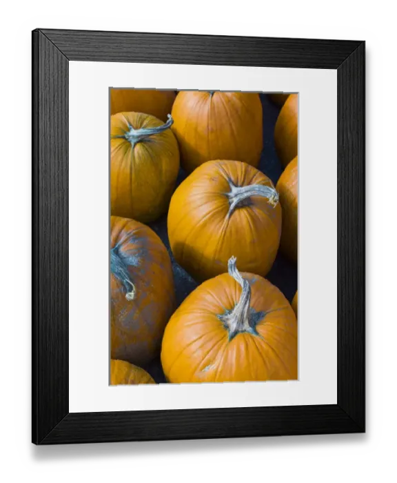 Framed Print : USA, Massachusetts, Salisbury, pumpkins, autumn Framed Print : USA, Massachusetts, Salisbury, pumpkins, autumn