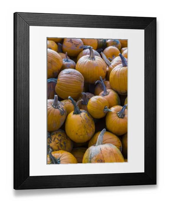Framed Print : USA, Massachusetts, Salisbury, pumpkins, autumn Framed Print : USA, Massachusetts, Salisbury, pumpkins, autumn