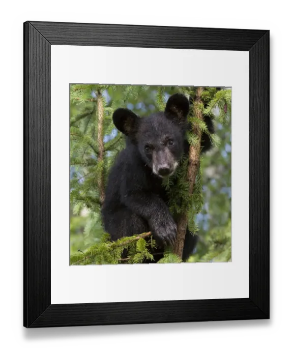 Framed Print : USA, Minnesota, Sandstone, Minnesota Wildlife Connection. Black bear cub in a tree