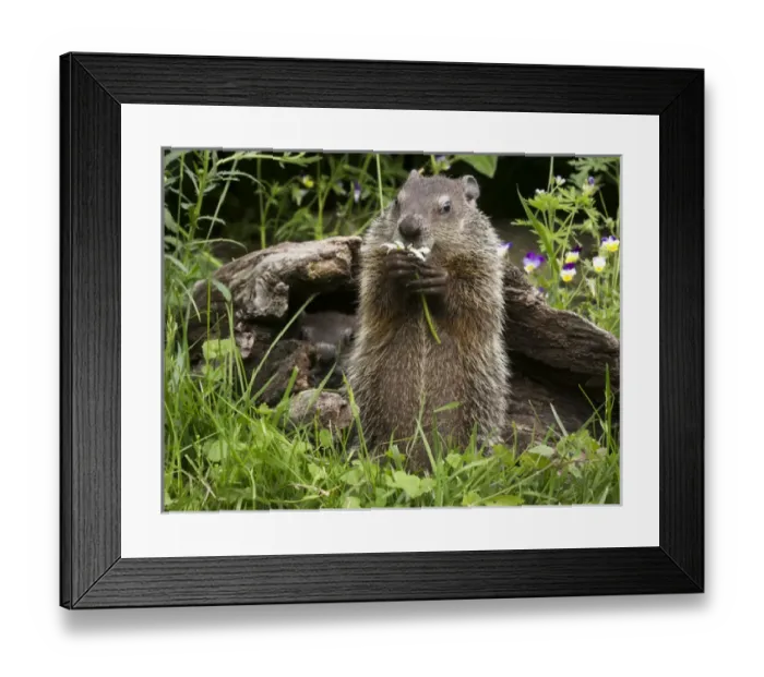 Framed Print : USA, Minnesota, Sandstone, Minnesota Wildlife Connection. Groundhog feeding on a flower Framed Print : USA, Minnesota, Sandstone, Minnesota Wildlife Connection. Groundhog feeding on a flower