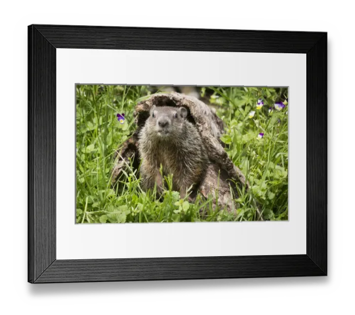 Framed Print : USA, Minnesota, Sandstone, Minnesota Wildlife Connection. Groundhog in a hollow log
