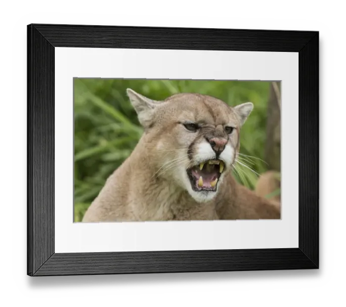 Framed Print : USA, Minnesota, Sandstone, Minnesota Wildlife Connection. Snarling cougar. Credit as Framed Print : USA, Minnesota, Sandstone, Minnesota Wildlife Connection. Snarling cougar. Credit as