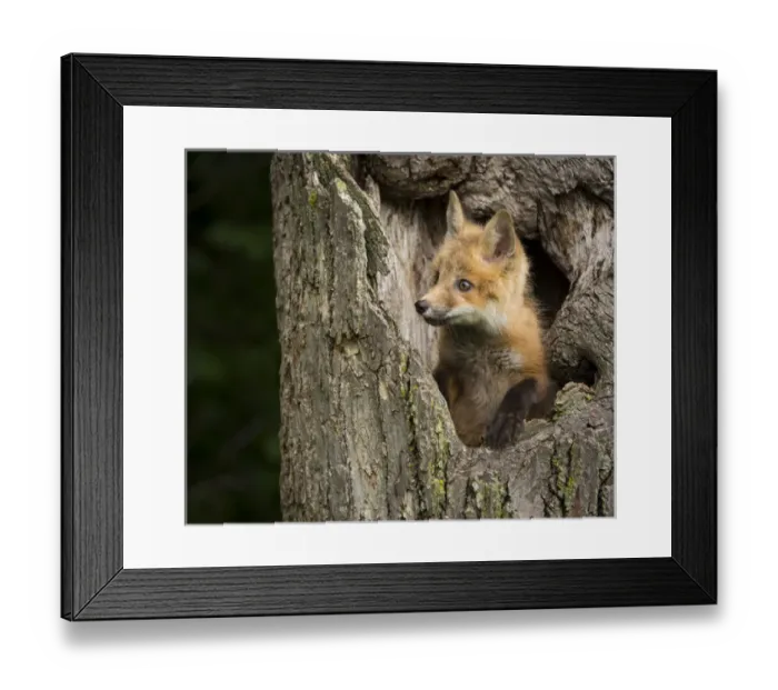 Framed Print : USA, Minnesota, Sandstone, Minnesota Wildlife Connection. Red Fox in a hollow tree