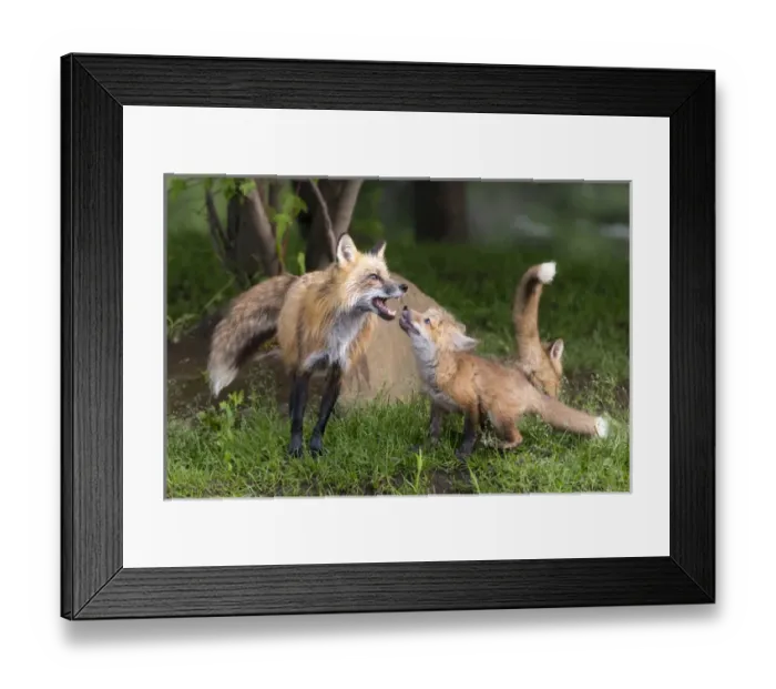 Framed Print : USA, Minnesota, Sandstone, Minnesota Wildlife Connection. Red fox and pup interacting Framed Print : USA, Minnesota, Sandstone, Minnesota Wildlife Connection. Red fox and pup interacting