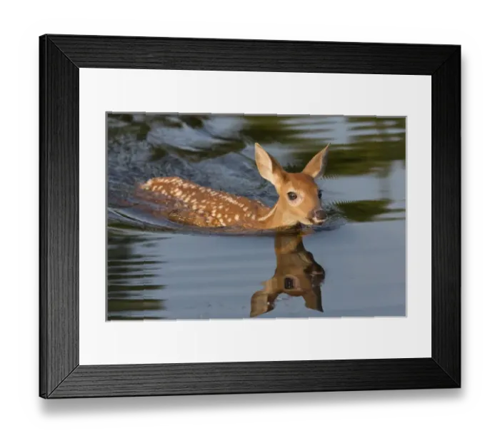 Framed Print : USA, Minnesota, Sandstone, Minnesota Wildlife Connection. White-tailed deer fawn swimming Framed Print : USA, Minnesota, Sandstone, Minnesota Wildlife Connection. White-tailed deer fawn swimming