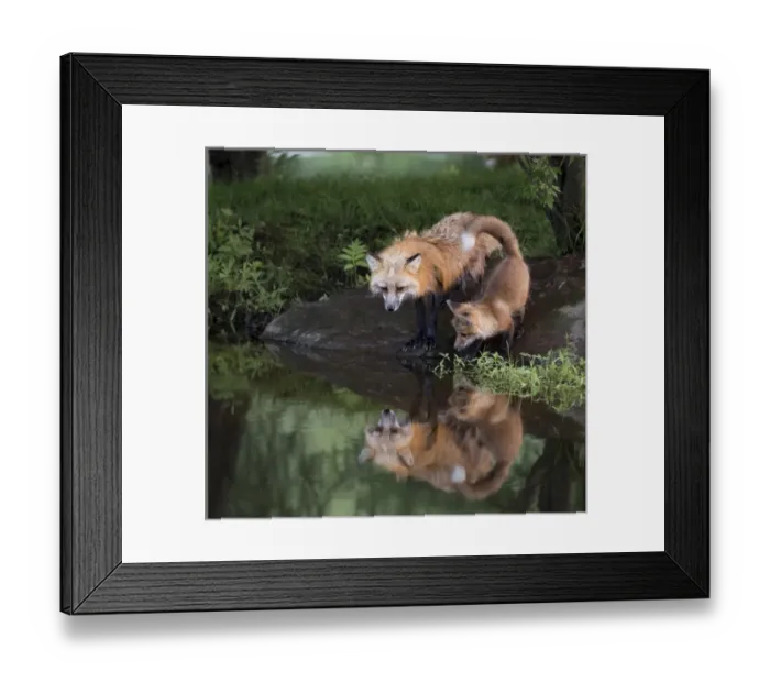 Framed Print : USA, Minnesota, Sandstone, Minnesota Wildlife Connection Framed Print : USA, Minnesota, Sandstone, Minnesota Wildlife Connection