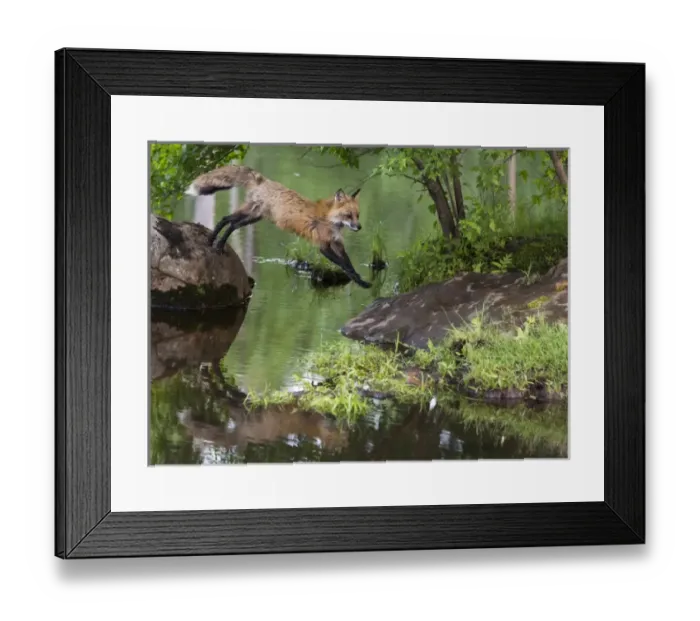 Framed Print : USA, Minnesota, Sandstone, Minnesota Wildlife Connection. Red fox leaping from rock to shore Framed Print : USA, Minnesota, Sandstone, Minnesota Wildlife Connection. Red fox leaping from rock to shore