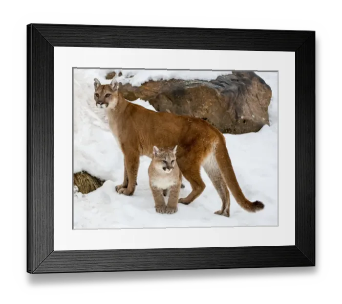 Framed Print : USA, Minnesota, Sandstone, Cougars, Mother and Young Framed Print : USA, Minnesota, Sandstone, Cougars, Mother and Young