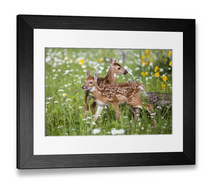 Framed Print : USA, Minnesota, Sandstone, Two Fawns Amidst Wildflowers