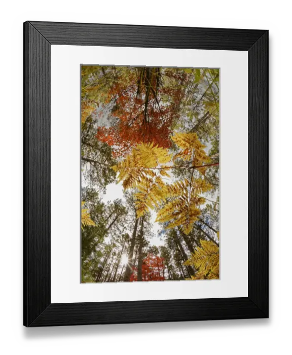 Framed Print : Upward view through ferns in pine forest, Upper Peninsula of Michigan