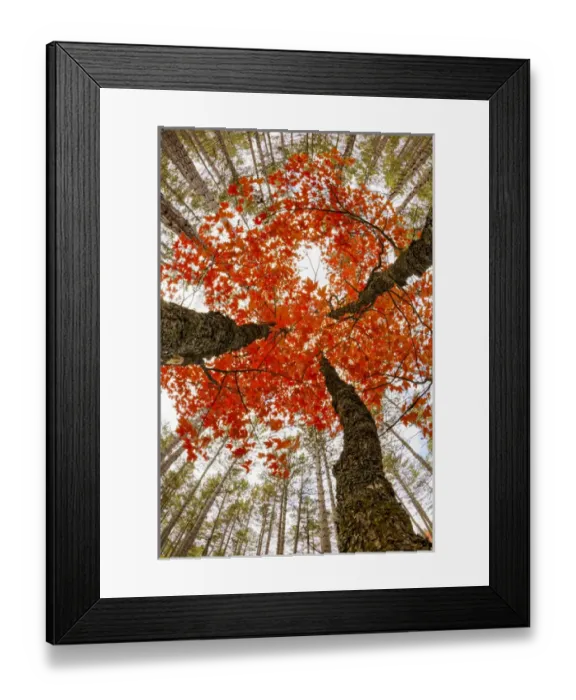 Framed Print : Skyward view of maple tree in pine forest, Upper Peninsula of Michigan Framed Print : Skyward view of maple tree in pine forest, Upper Peninsula of Michigan