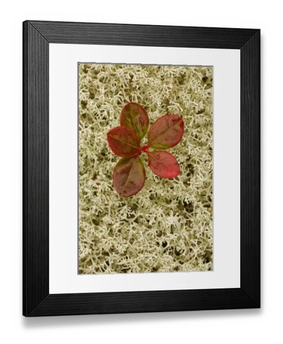 Framed Print : Blueberry foliage among Reindeer Moss, Cladonia rangiferina, Pictured Rocks National Lakeshore