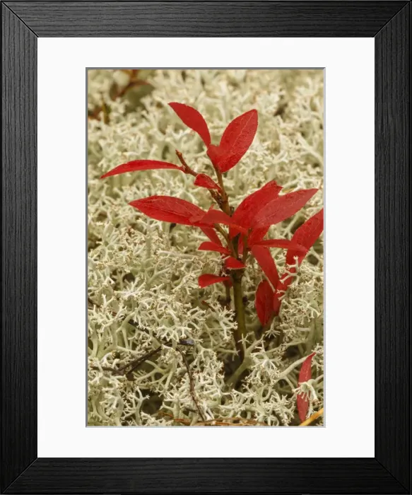 Framed Print : Blueberry foliage among Reindeer Moss, Cladonia rangiferina, Pictured Rocks National Lakeshore Framed Print : Blueberry foliage among Reindeer Moss, Cladonia rangiferina, Pictured Rocks National Lakeshore