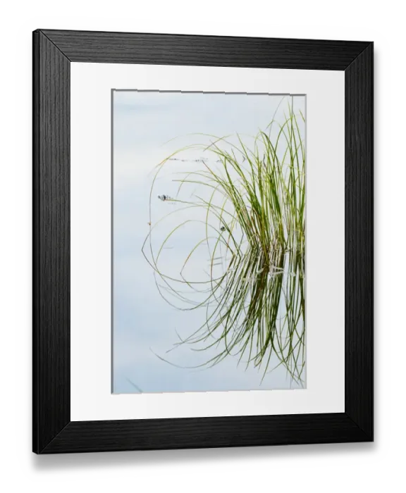 Framed Print : Clump of grass reflected on Red Jack Lake, Hiawatha National Forest, Upper Peninsula Framed Print : Clump of grass reflected on Red Jack Lake, Hiawatha National Forest, Upper Peninsula