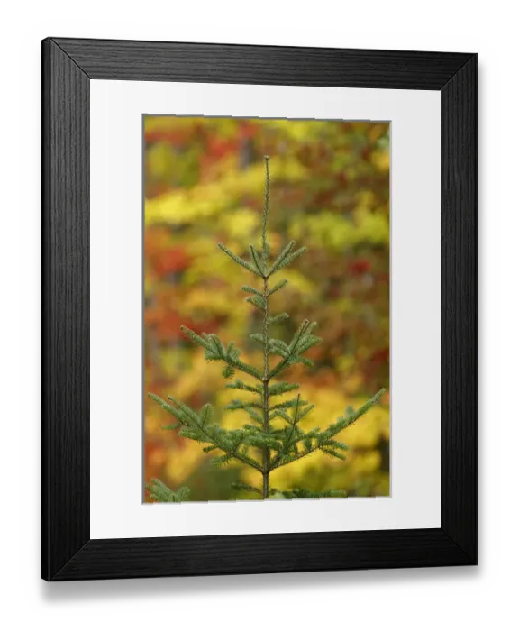 Framed Print : Maple trees in fall color, Hiawatha National Forest, Upper Peninsula of Michigan Framed Print : Maple trees in fall color, Hiawatha National Forest, Upper Peninsula of Michigan