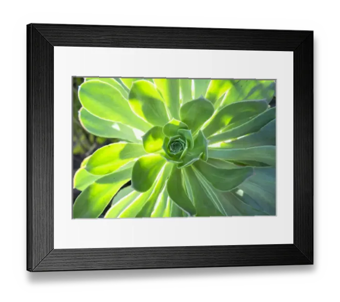 Framed Print : Echeveria, USA Framed Print : Echeveria, USA