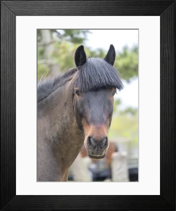 Framed Print : Horse, Madaket, Nantucket, Massachusetts, USA