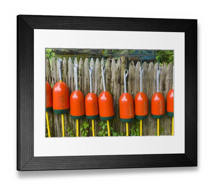 Framed Print : USA, Massachusetts, Gloucester, Annisquam, Lobster buoys Framed Print : USA, Massachusetts, Gloucester, Annisquam, Lobster buoys