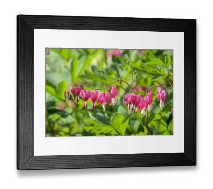Framed Print : Bleeding Heart flower, Reading, Massachusetts, USA Framed Print : Bleeding Heart flower, Reading, Massachusetts, USA