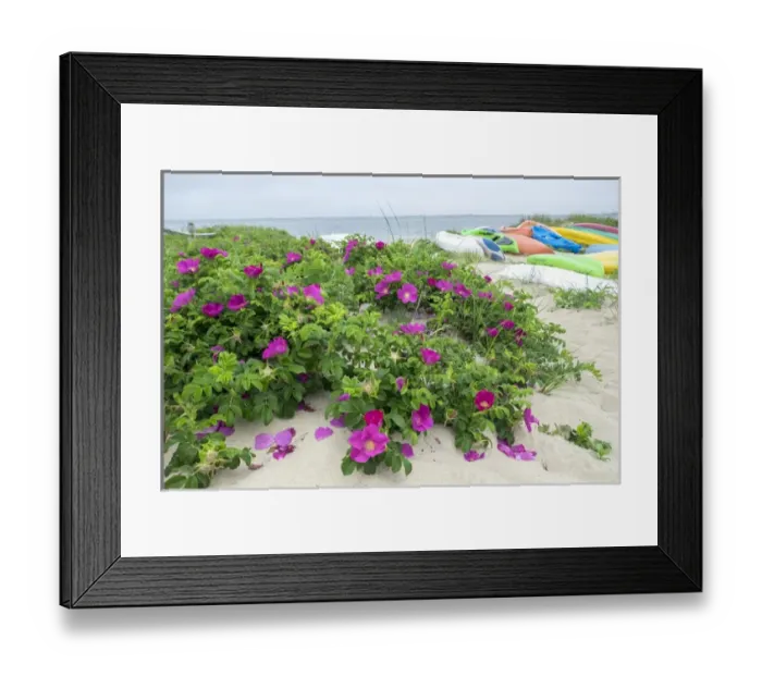 Framed Print : Beach roses, Madaket, Nantucket, Massachusetts, USA Framed Print : Beach roses, Madaket, Nantucket, Massachusetts, USA