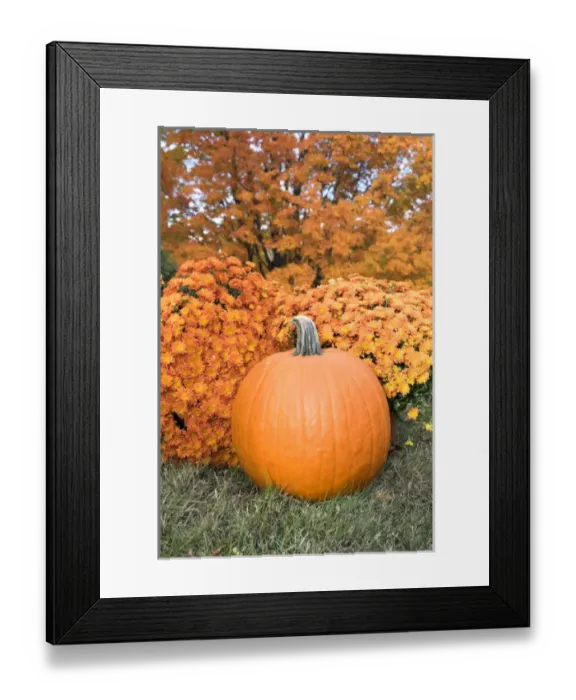 Framed Print : Pumpkin and Mums, Fall Foliage, Reading, Massachusetts, USA Framed Print : Pumpkin and Mums, Fall Foliage, Reading, Massachusetts, USA