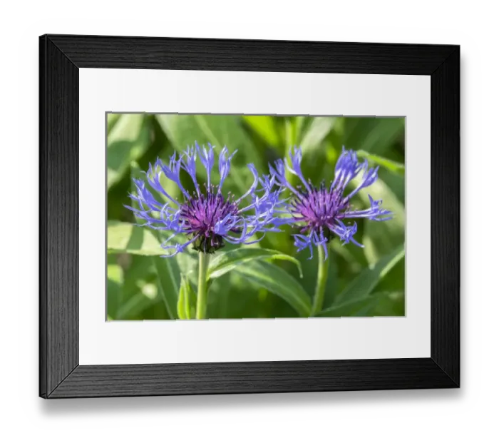 Framed Print : Bee Balm flower, Reading, Massachusetts, USA