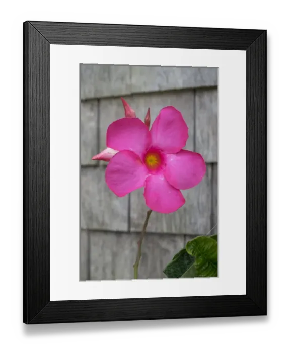 Framed Print : Mandevilla flower, Nantucket, Massachusetts, USA Framed Print : Mandevilla flower, Nantucket, Massachusetts, USA