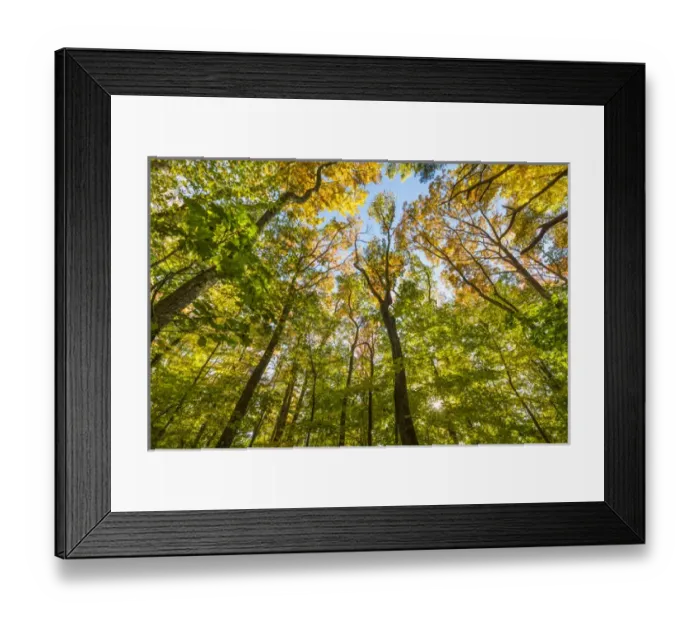 Framed Print : Fall in a forest in Amesbury, Massachusetts