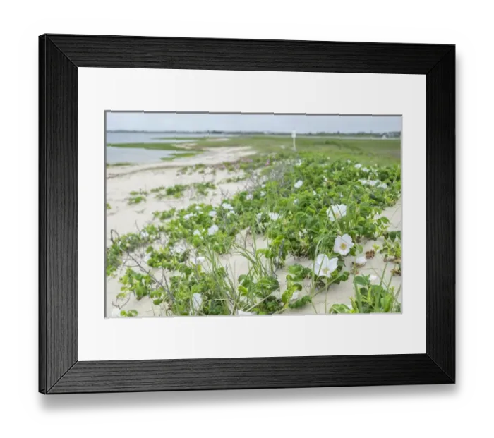 Framed Print : Beach roses, Madaket, Nantucket, Massachusetts, USA
