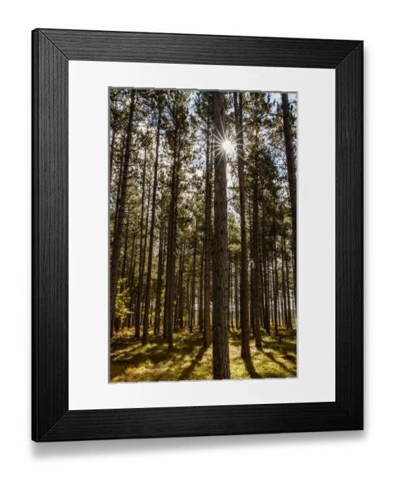 Framed Print : Sunlight filtering through trees at sunrise, Hiawatha National Forest, Upper Peninsula Framed Print : Sunlight filtering through trees at sunrise, Hiawatha National Forest, Upper Peninsula