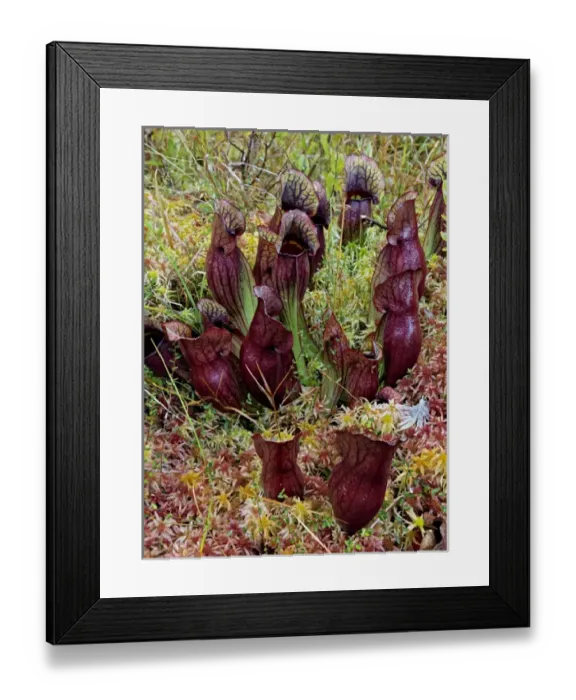 Framed Print : Northern Pitcher Plant, Sarracenia purpurea, in Sphagnum moss, Hiawatha National Forest
