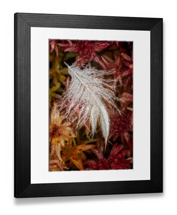 Framed Print : Dew covered white feather in Sphagnum moss, Hiawatha National Forest, Upper Peninsula Framed Print : Dew covered white feather in Sphagnum moss, Hiawatha National Forest, Upper Peninsula