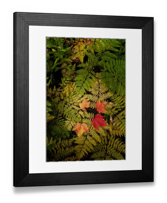 Framed Print : Red Maple leaves on ferns, Hiawatha National Forest, Upper Peninsula of Michigan Framed Print : Red Maple leaves on ferns, Hiawatha National Forest, Upper Peninsula of Michigan
