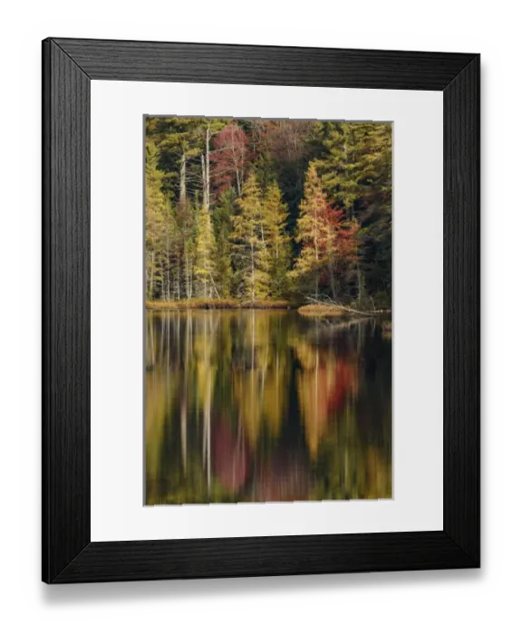 Framed Print : Fall colors along shoreline of Irwin Lake, Hiawatha National Forest, Upper Peninsula Framed Print : Fall colors along shoreline of Irwin Lake, Hiawatha National Forest, Upper Peninsula