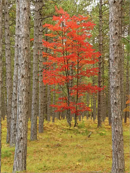 Maple trees in fall colors, Hiawatha National Forest, Upper Peninsula of Michigan