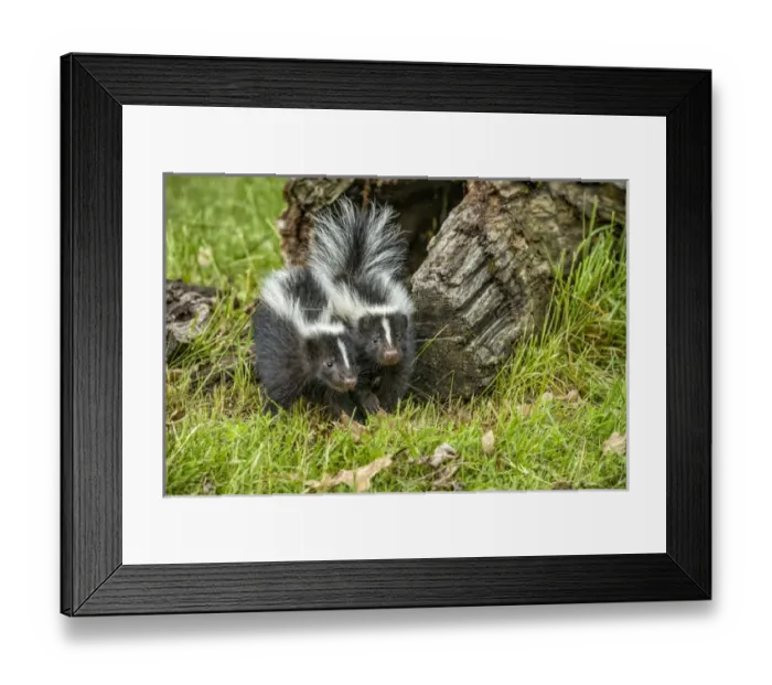 Framed Print : USA, Minnesota, Sandstone, Minnesota Wildlife Connection