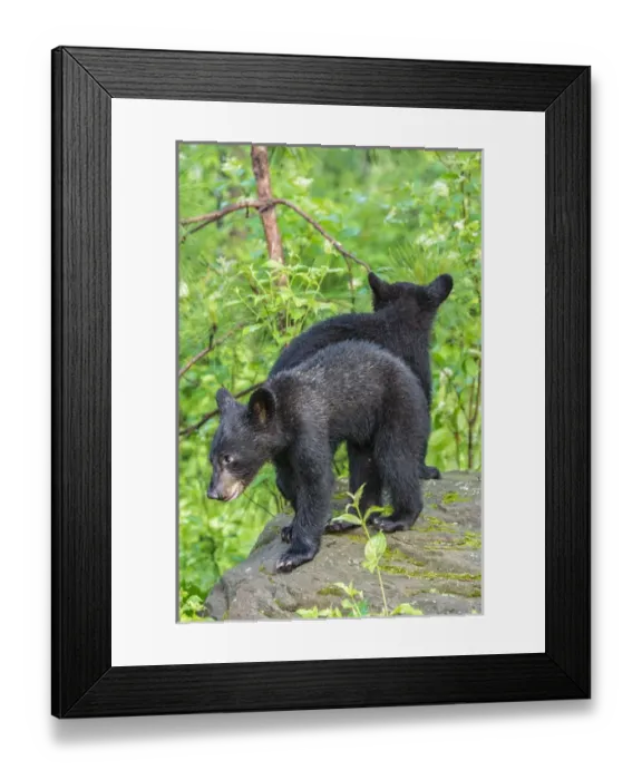 Framed Print : USA, Minnesota, Sandstone, Minnesota Wildlife Connection Framed Print : USA, Minnesota, Sandstone, Minnesota Wildlife Connection