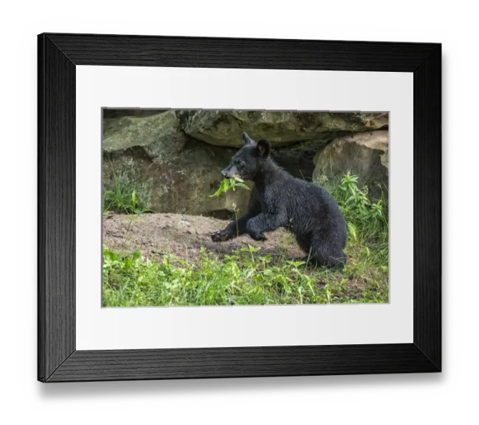 Framed Print : USA, Minnesota, Sandstone, Minnesota Wildlife Connection Framed Print : USA, Minnesota, Sandstone, Minnesota Wildlife Connection
