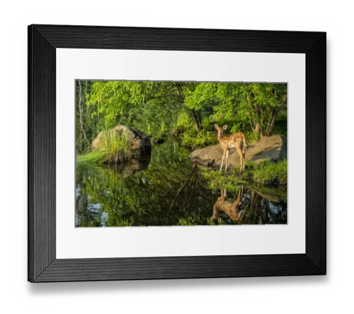 Framed Print : USA, Minnesota, Sandstone, Minnesota Wildlife Connection. White-tailed deer fawn