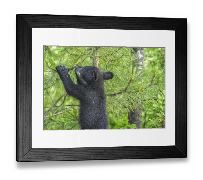 Framed Print : USA, Minnesota, Sandstone, Minnesota Wildlife Connection. Black bear cub in a pine tree
