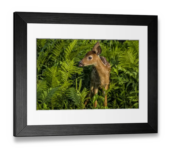 Framed Print : USA, Minnesota, Sandstone, Minnesota Wildlife Connection Framed Print : USA, Minnesota, Sandstone, Minnesota Wildlife Connection
