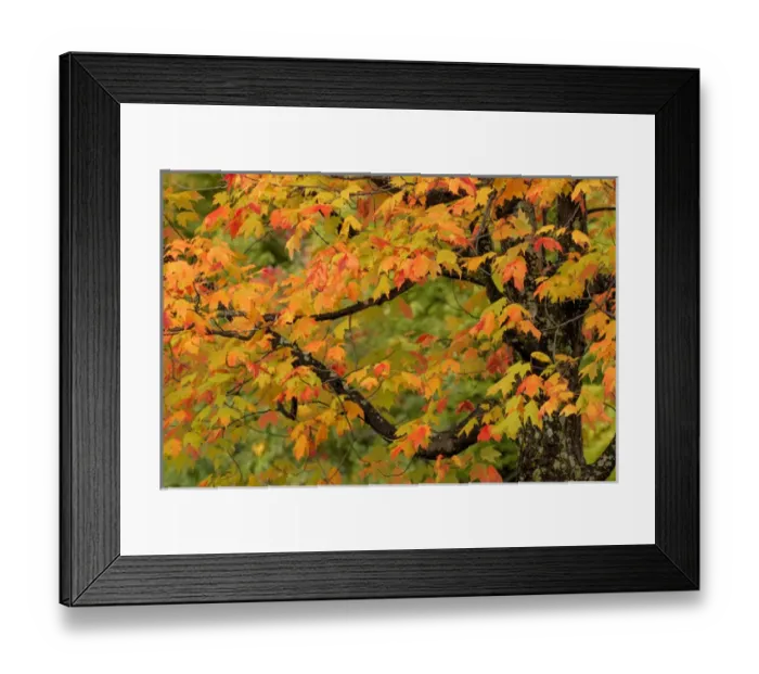 Framed Print : Close-up of maple tree with fall color, Upper Peninsula of Michigan, Hiawatha National Forest Framed Print : Close-up of maple tree with fall color, Upper Peninsula of Michigan, Hiawatha National Forest