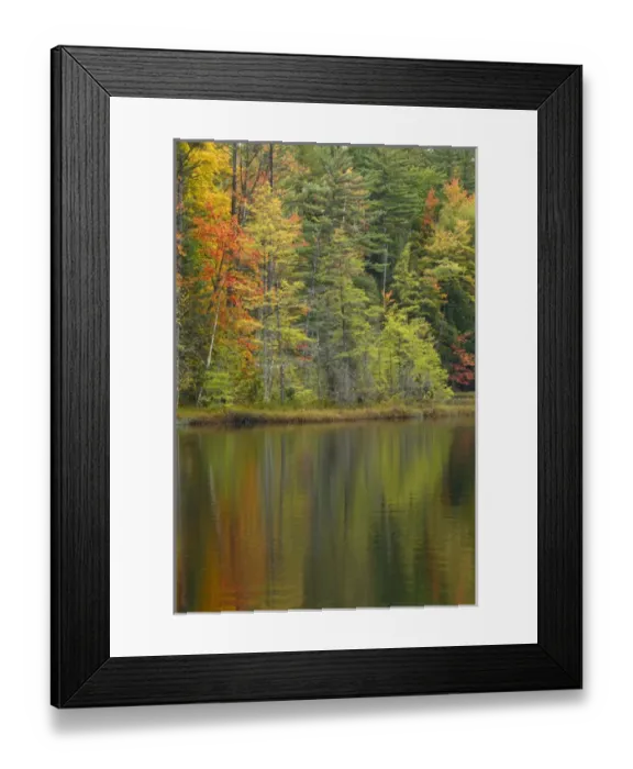 Framed Print : Fall colors on shoreline of Irwin Lake, Hiawatha National Forest, Alger County, Upper