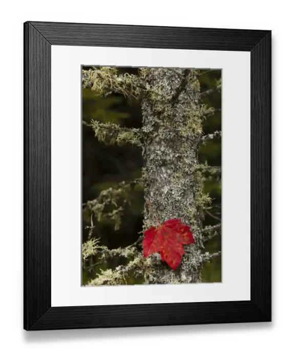 Framed Print : Red leaf and Old Mans Beard lichen on tamarack, Hiawatha National Forest, Alger County Framed Print : Red leaf and Old Mans Beard lichen on tamarack, Hiawatha National Forest, Alger County