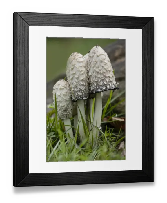 Framed Print : Shaggy Mane or Lawyers Wig mushrooms, Pictured Rocks National Lakeshore, Upper Peninsula Framed Print : Shaggy Mane or Lawyers Wig mushrooms, Pictured Rocks National Lakeshore, Upper Peninsula