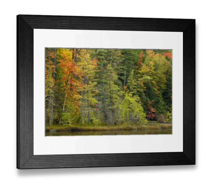 Framed Print : Fall colors on shoreline of Irwin Lake, Hiawatha National Forest, Alger County, Upper Framed Print : Fall colors on shoreline of Irwin Lake, Hiawatha National Forest, Alger County, Upper
