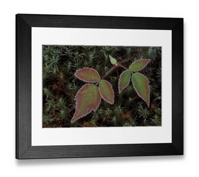 Framed Print : USA, Michigan, Upper Peninsula, Blackberry bramble leaves and hair cap moss with frost Framed Print : USA, Michigan, Upper Peninsula, Blackberry bramble leaves and hair cap moss with frost