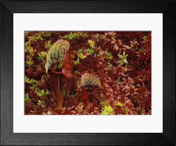 Framed Print : USA, Michigan, Upper Peninsula, Northern pitcher plants in sphagnum or peat moss in autumn color