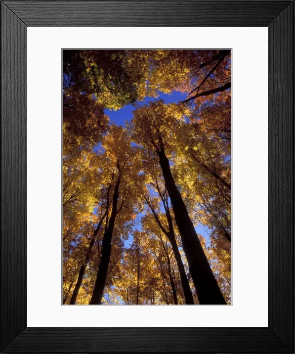 Framed Print : USA, Michigan, Upper Peninsula, Looking up at blue sky through sugar maple trees in autumn colors
